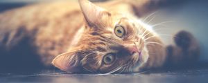 Preview wallpaper cat, muzzle, lying, red