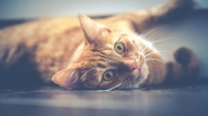 Preview wallpaper cat, muzzle, lying, red