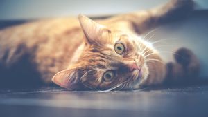 Preview wallpaper cat, muzzle, lying, red