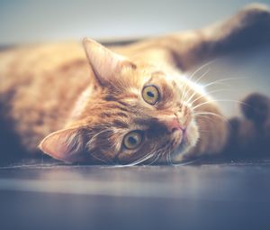 Preview wallpaper cat, muzzle, lying, red