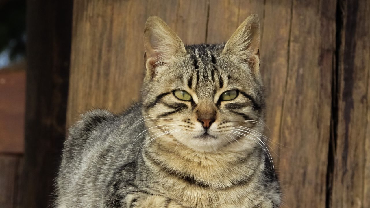 Wallpaper cat, muzzle, lying, kitten