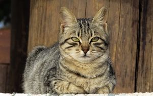 Preview wallpaper cat, muzzle, lying, kitten
