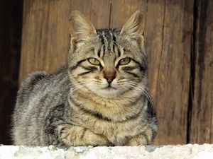 Preview wallpaper cat, muzzle, lying, kitten