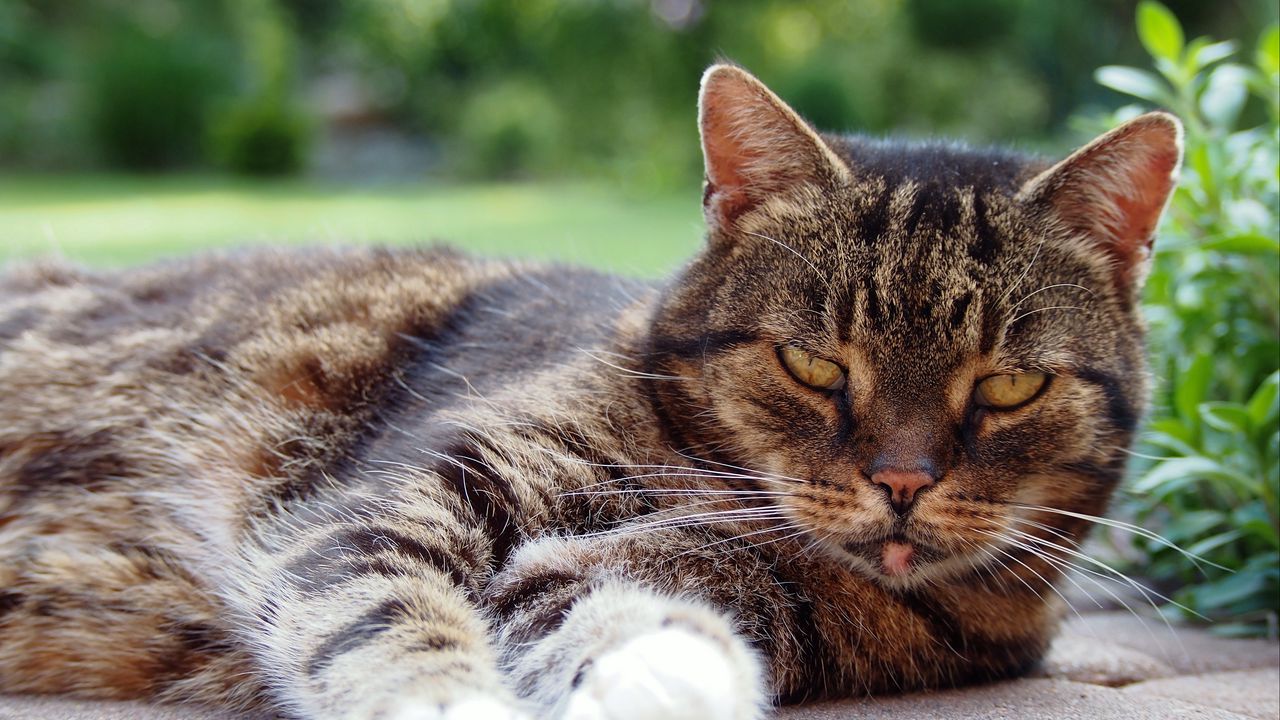 Wallpaper cat, muzzle, lying, tabby
