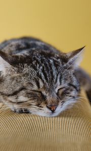 Preview wallpaper cat, muzzle, lying, striped