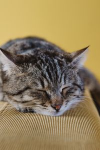 Preview wallpaper cat, muzzle, lying, striped