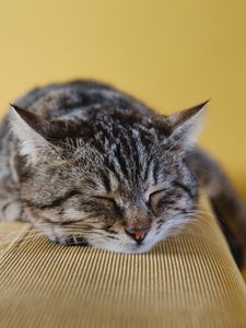 Preview wallpaper cat, muzzle, lying, striped