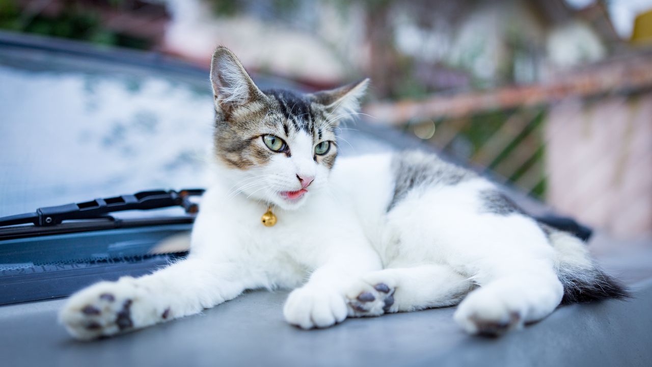 Wallpaper cat, muzzle, lying, bell
