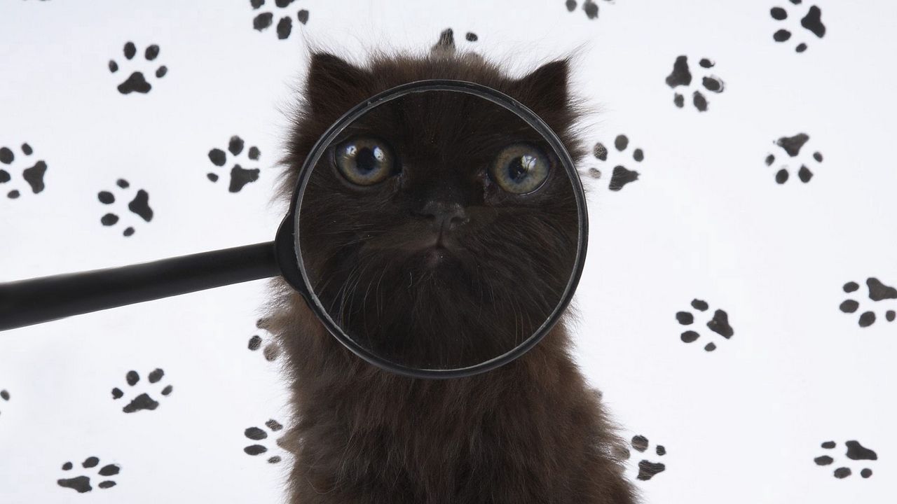 Wallpaper cat, muzzle, magnifier, fluffy