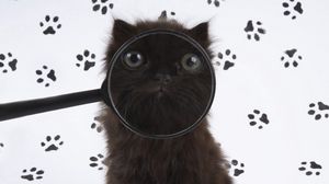 Preview wallpaper cat, muzzle, magnifier, fluffy