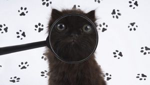 Preview wallpaper cat, muzzle, magnifier, fluffy