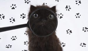 Preview wallpaper cat, muzzle, magnifier, fluffy