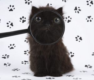 Preview wallpaper cat, muzzle, magnifier, fluffy