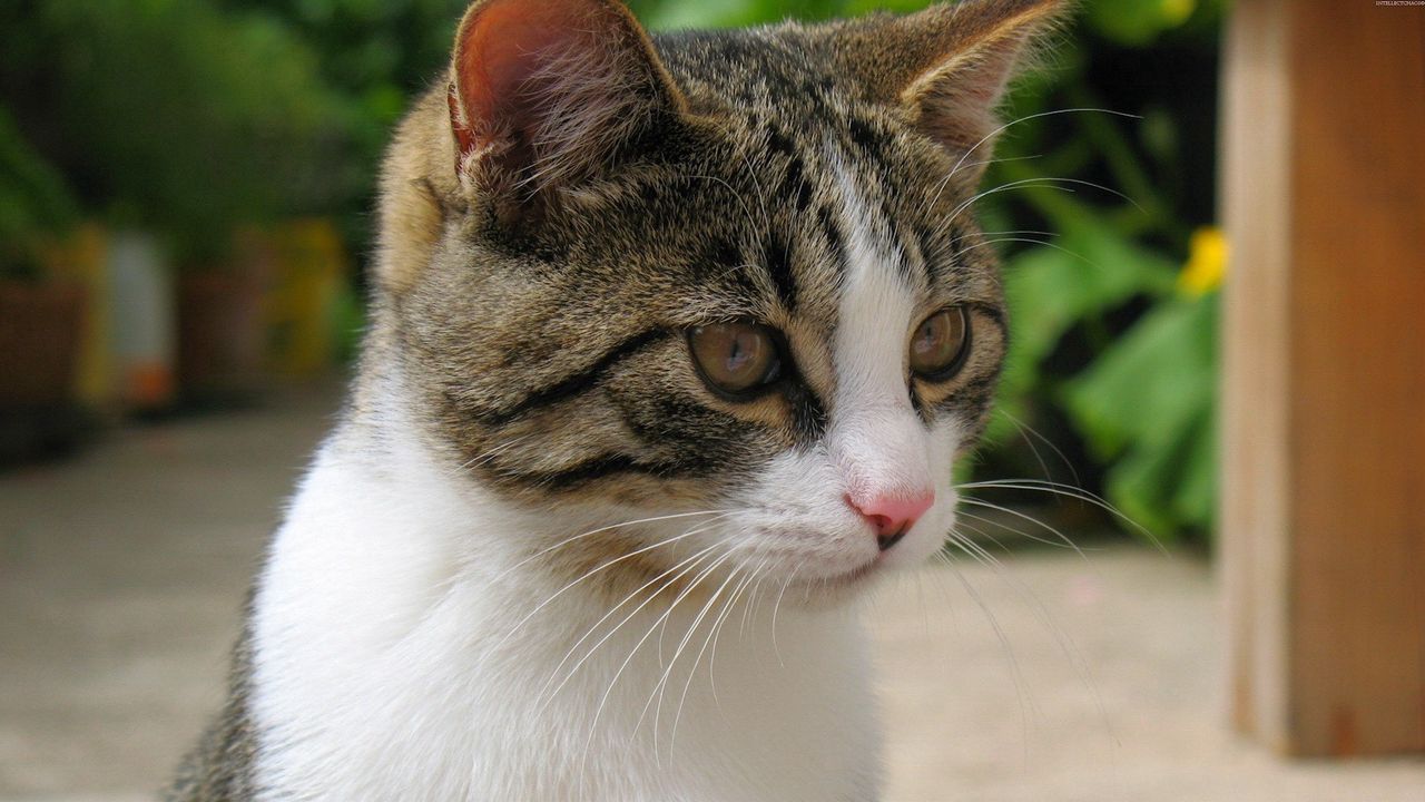 Wallpaper cat, muzzle, mottled, color