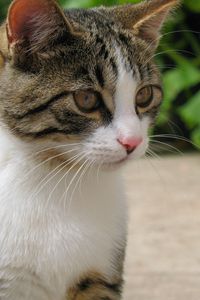 Preview wallpaper cat, muzzle, mottled, color