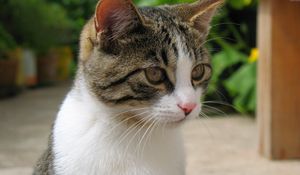 Preview wallpaper cat, muzzle, mottled, color