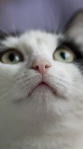 Preview wallpaper cat, muzzle, nose, whiskers, eyes