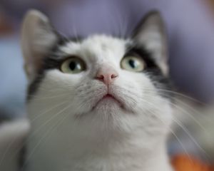 Preview wallpaper cat, muzzle, nose, whiskers, eyes