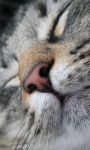 Preview wallpaper cat, muzzle, nose, sleeping