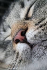 Preview wallpaper cat, muzzle, nose, sleeping