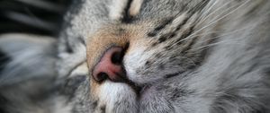 Preview wallpaper cat, muzzle, nose, sleeping