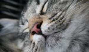 Preview wallpaper cat, muzzle, nose, sleeping