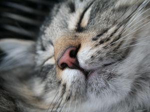 Preview wallpaper cat, muzzle, nose, sleeping