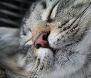 Preview wallpaper cat, muzzle, nose, sleeping