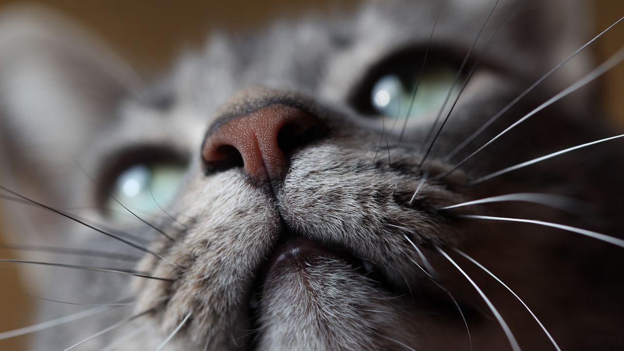 Wallpaper cat, muzzle, nose, mustache
