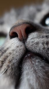 Preview wallpaper cat, muzzle, nose, mustache