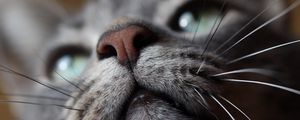 Preview wallpaper cat, muzzle, nose, mustache