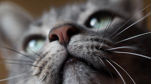 Preview wallpaper cat, muzzle, nose, mustache