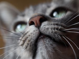 Preview wallpaper cat, muzzle, nose, mustache