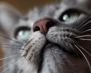 Preview wallpaper cat, muzzle, nose, mustache