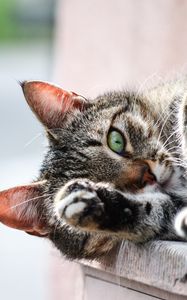 Preview wallpaper cat, muzzle, paw, lies