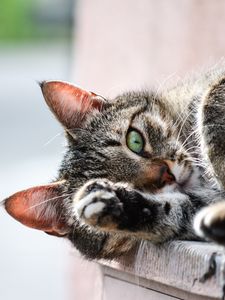 Preview wallpaper cat, muzzle, paw, lies