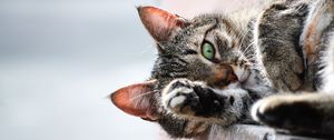 Preview wallpaper cat, muzzle, paw, lies