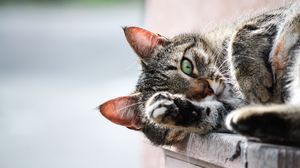 Preview wallpaper cat, muzzle, paw, lies
