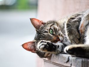 Preview wallpaper cat, muzzle, paw, lies