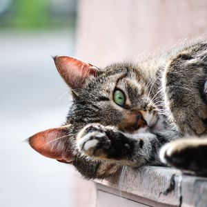 Preview wallpaper cat, muzzle, paw, lies