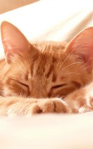 Preview wallpaper cat, muzzle, paws, sleep