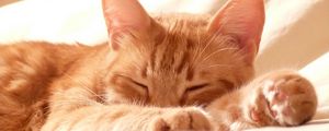 Preview wallpaper cat, muzzle, paws, sleep