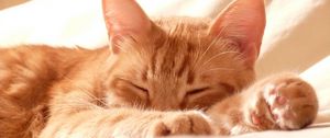 Preview wallpaper cat, muzzle, paws, sleep