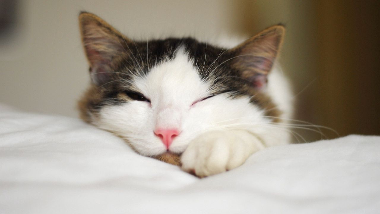 Wallpaper cat, muzzle, paws, sleeping