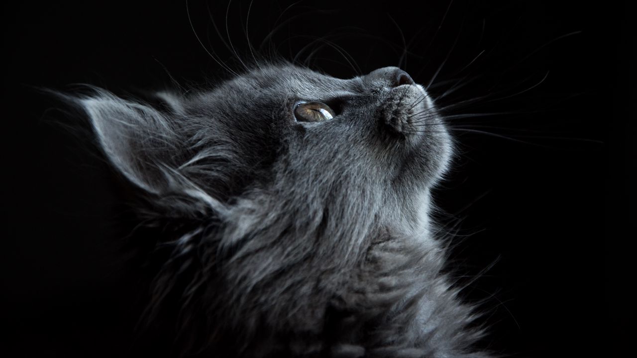 Wallpaper cat, muzzle, profile, black background