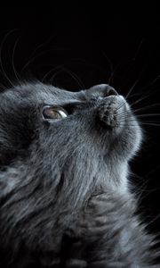 Preview wallpaper cat, muzzle, profile, black background