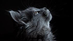 Preview wallpaper cat, muzzle, profile, black background