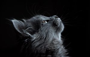 Preview wallpaper cat, muzzle, profile, black background