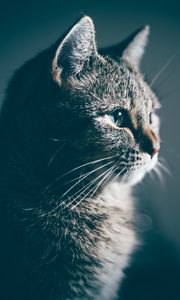 Preview wallpaper cat, muzzle, profile