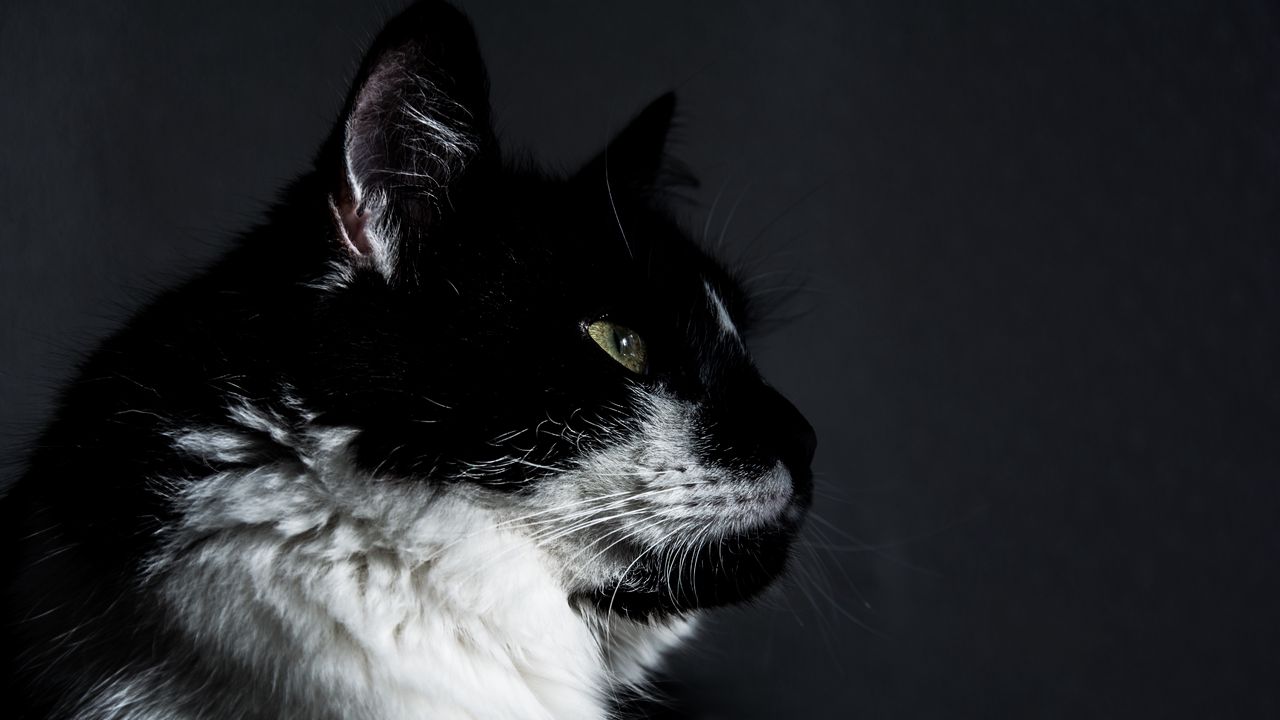 Wallpaper cat, muzzle, profile